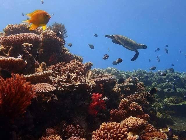 Ratu Kini Dive & Stay Mana Island Eksteriør bilde
