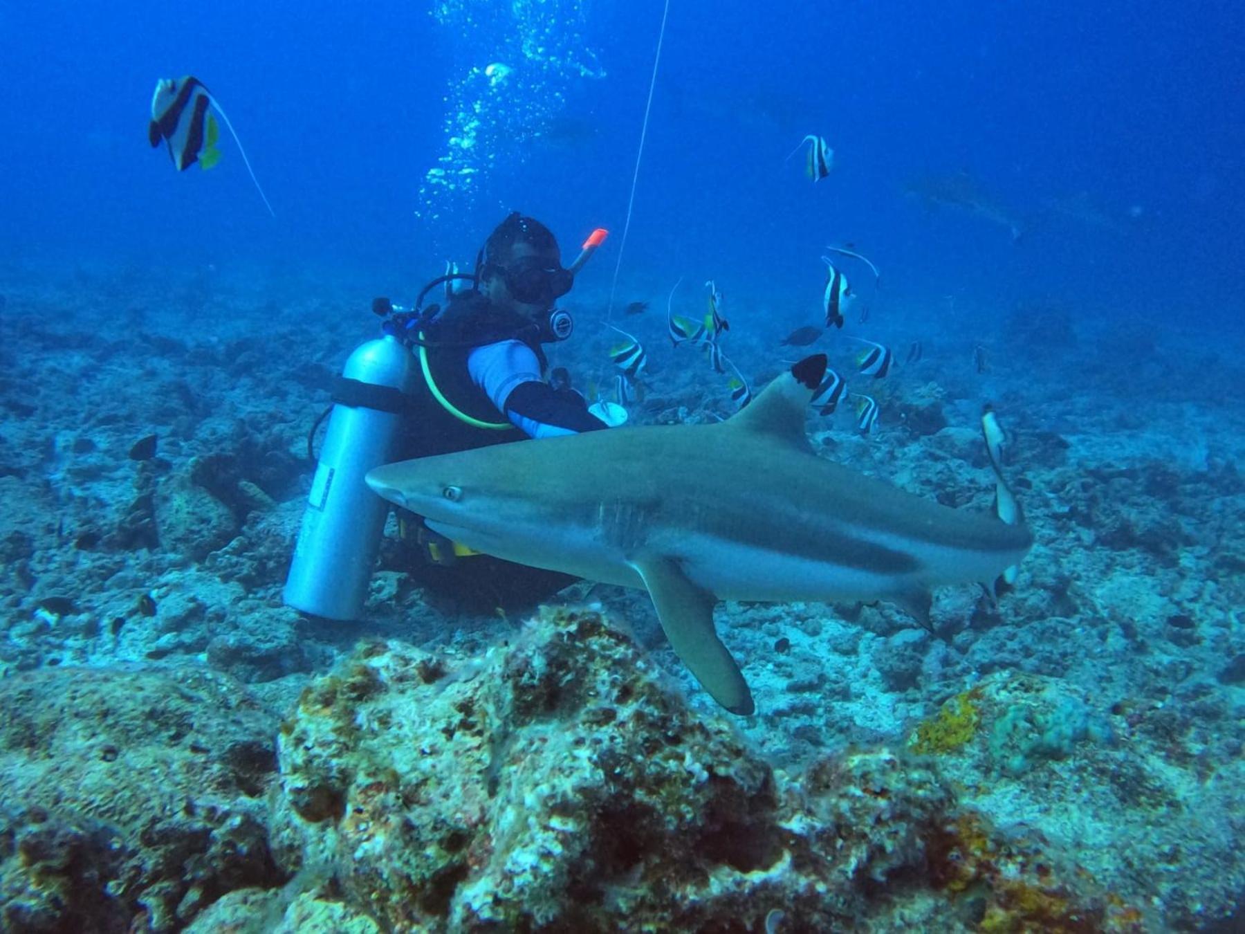 Ratu Kini Dive & Stay Mana Island Eksteriør bilde